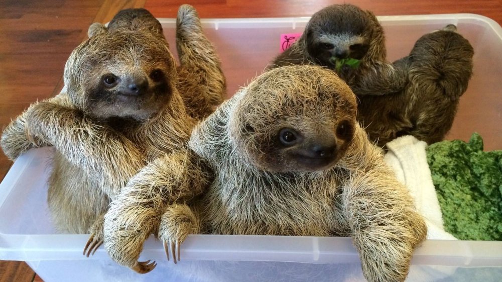 slothsanctuary-babies.jpg